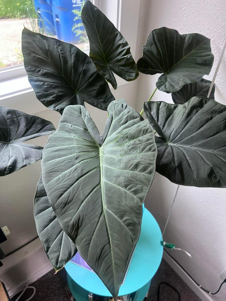 Smitten with Alocasias! 💚
