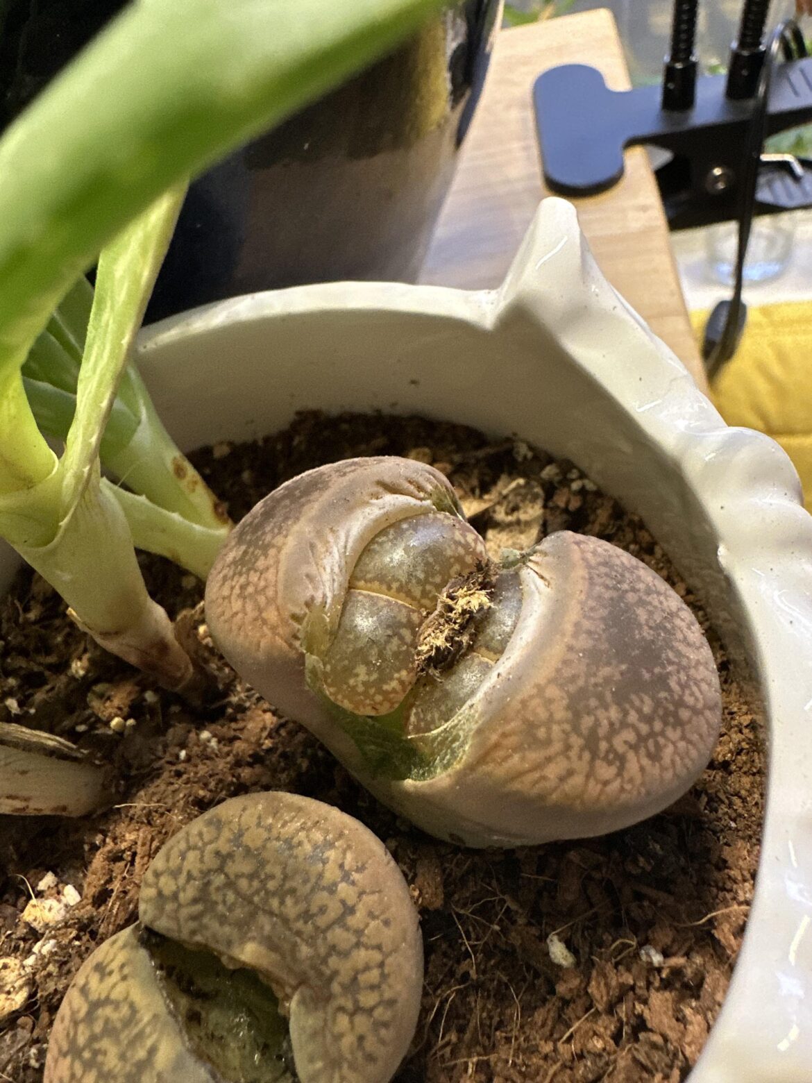 What in the world is happening here?