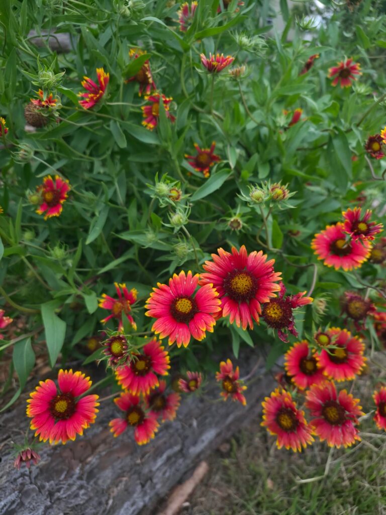 Planted natives between my fruit trees & shrubs Planted natives between my fruit trees & shrubs