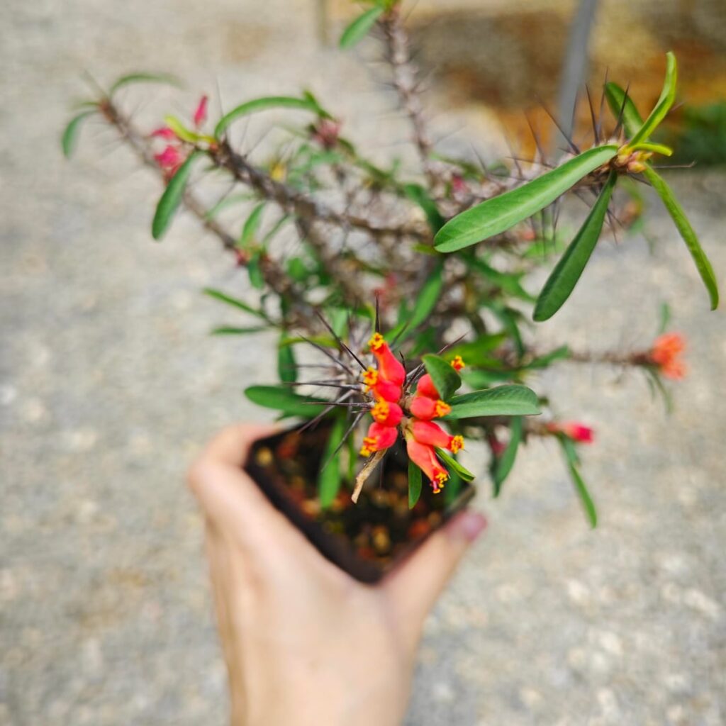 Euphorbia pedilanthoides