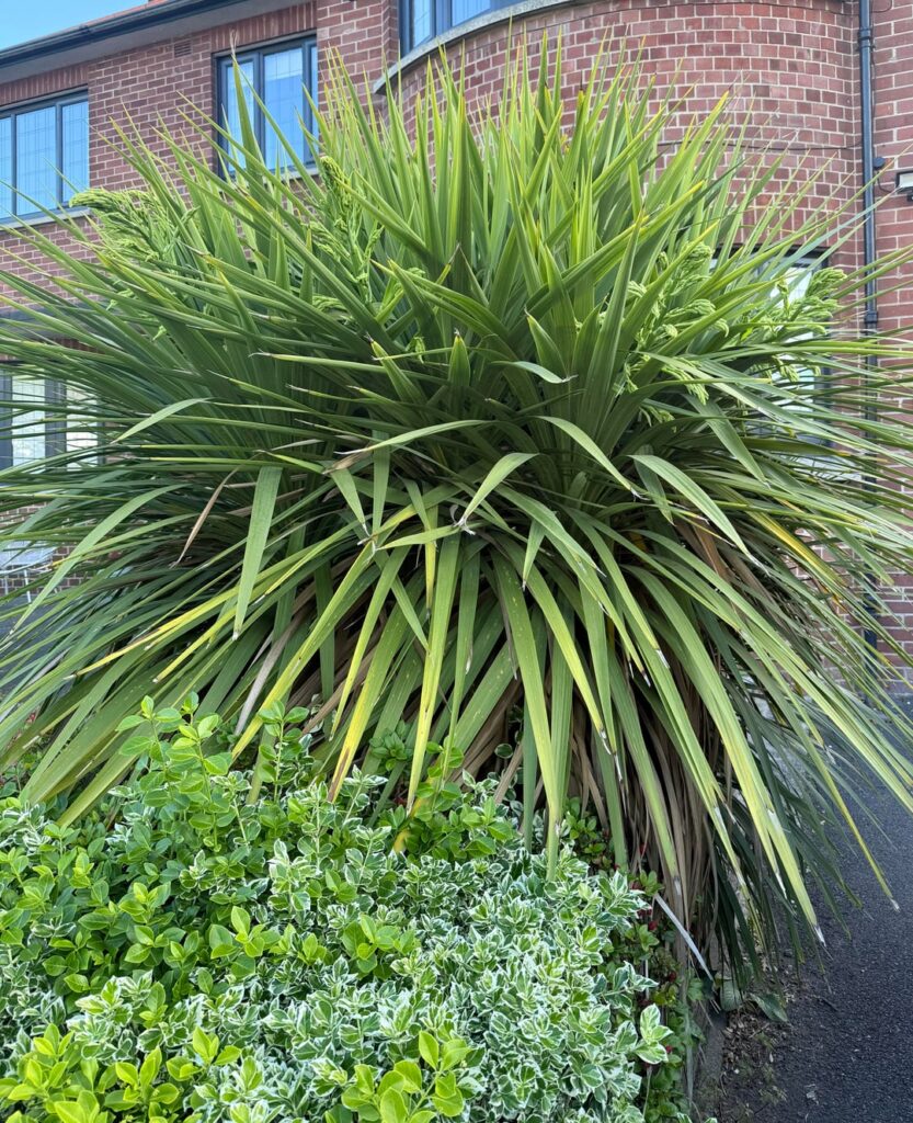 What is this big lad?