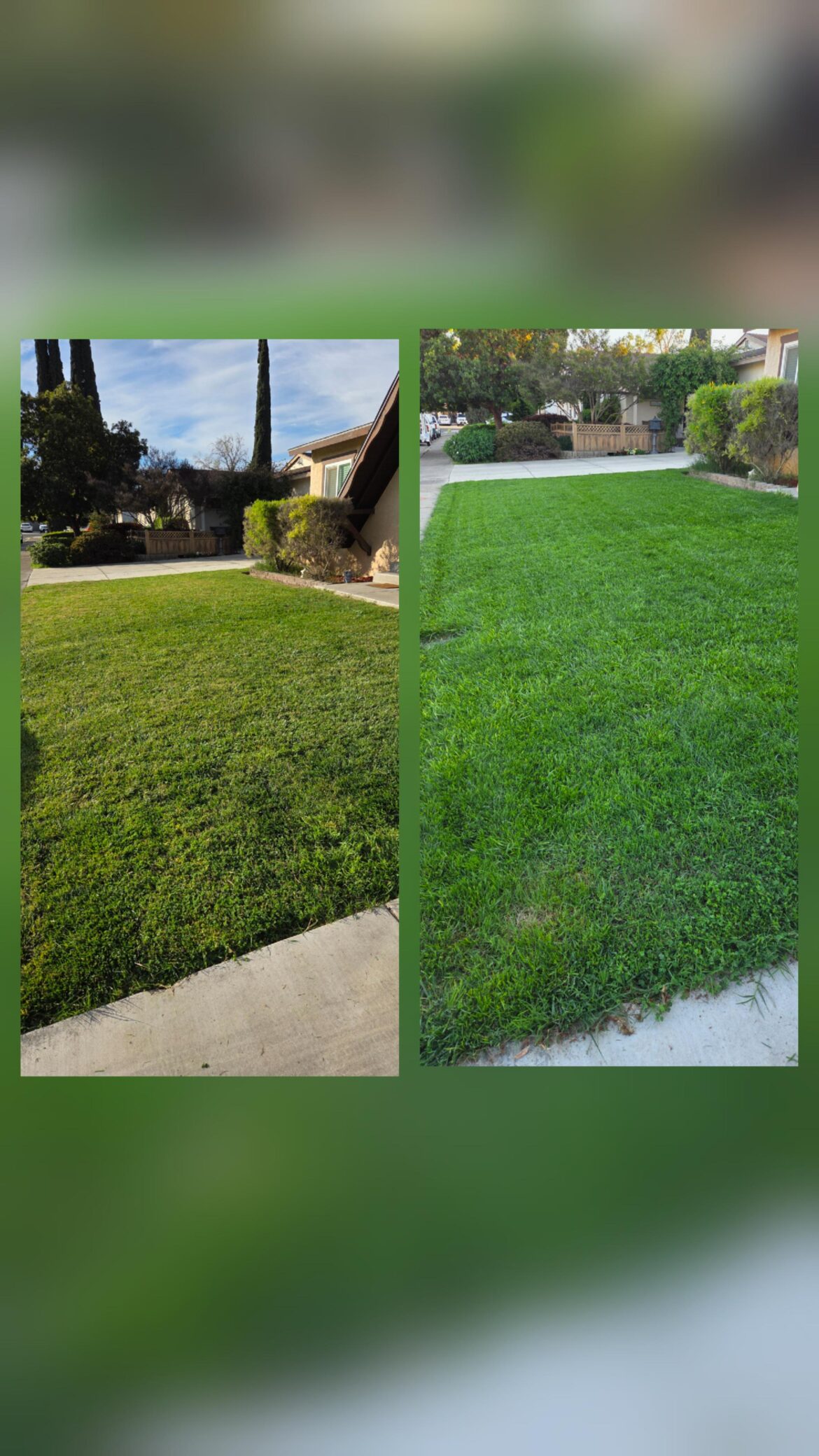 Before and After (Aeration and Overseeding) - Post 3 Weeks