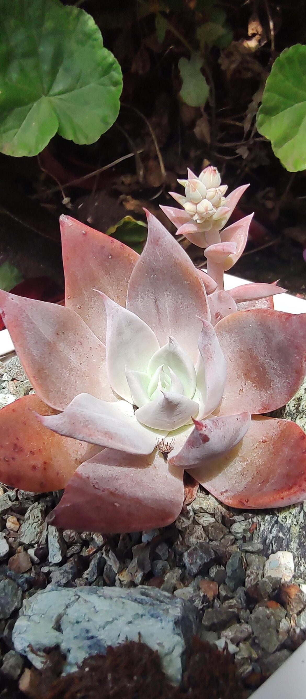 First flower of "wild grown" Dudleya