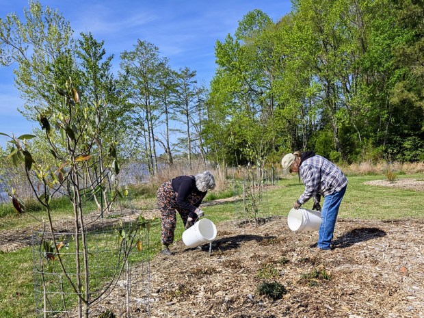 Judy Kinshaw-Ellis, left, a co-lead of the demonstration garden, waters plants. (Ben Swenson/For The Virginia Gazette)