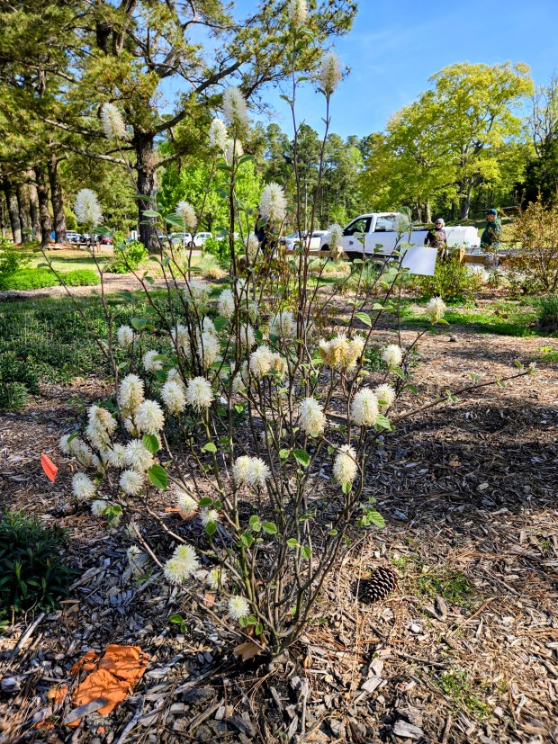 Fothergilla is one of many plants at the demonstration garden that can benefit the ecosystem while providing a blush of flowers. (Ben Swenson/For The Virginia Gazette)