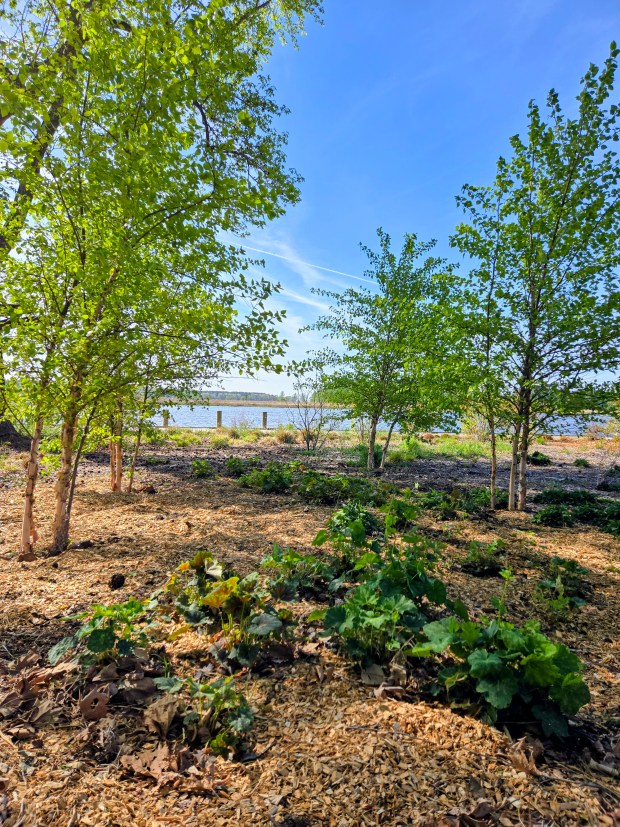 River birch and coral bells thrive at Brickyard Landing's demonstration garden. (Ben Swenson/For The Virginia Gazette)