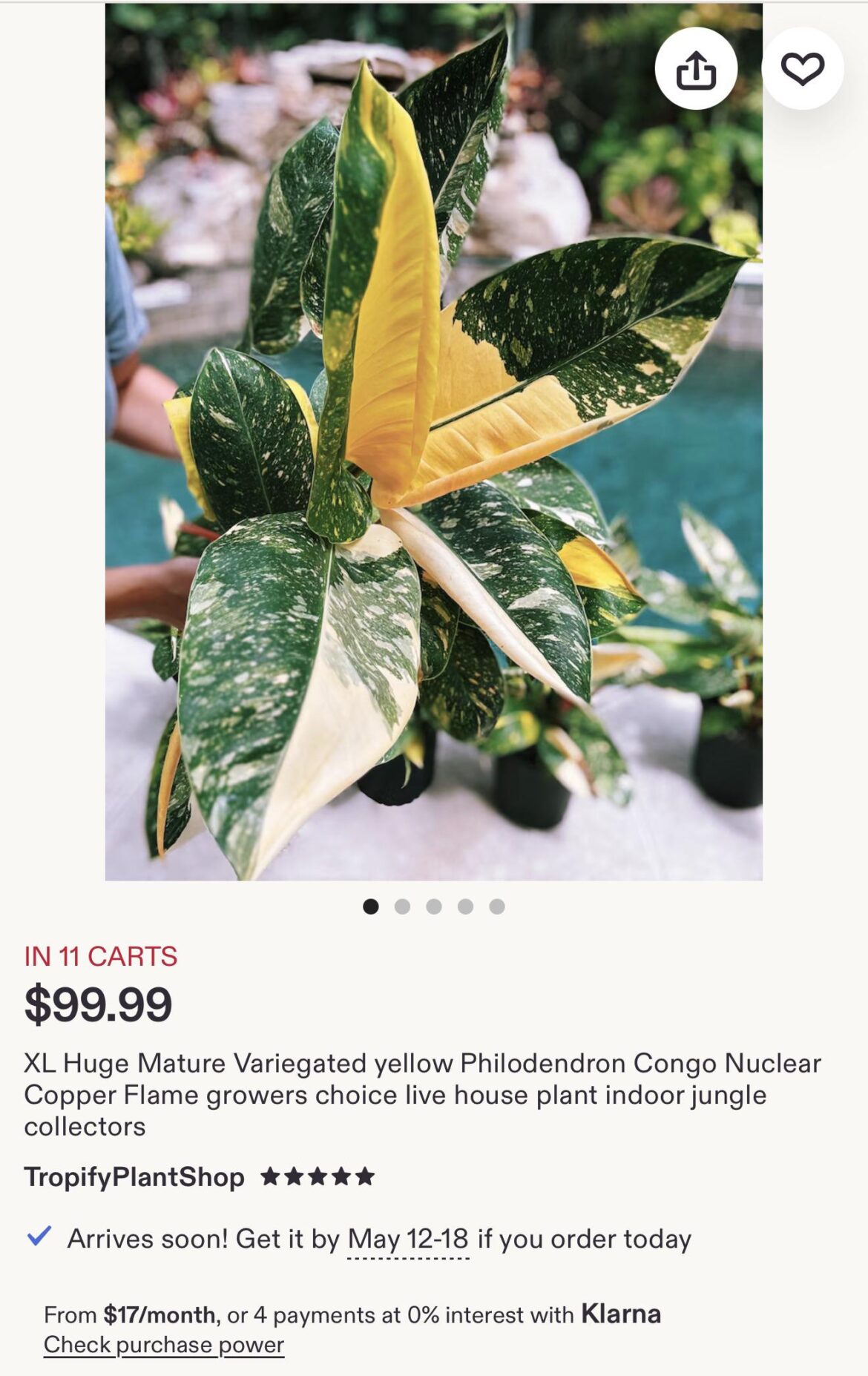Are Yellow, Nuclear, and Green Congo’s the same?