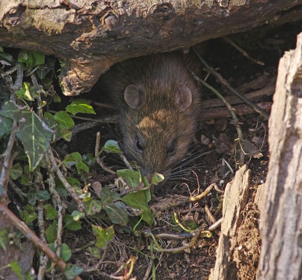 Brown Rat by ivy plant