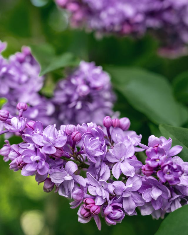 old fashioned flowers lilac old fashioned flowers lilac