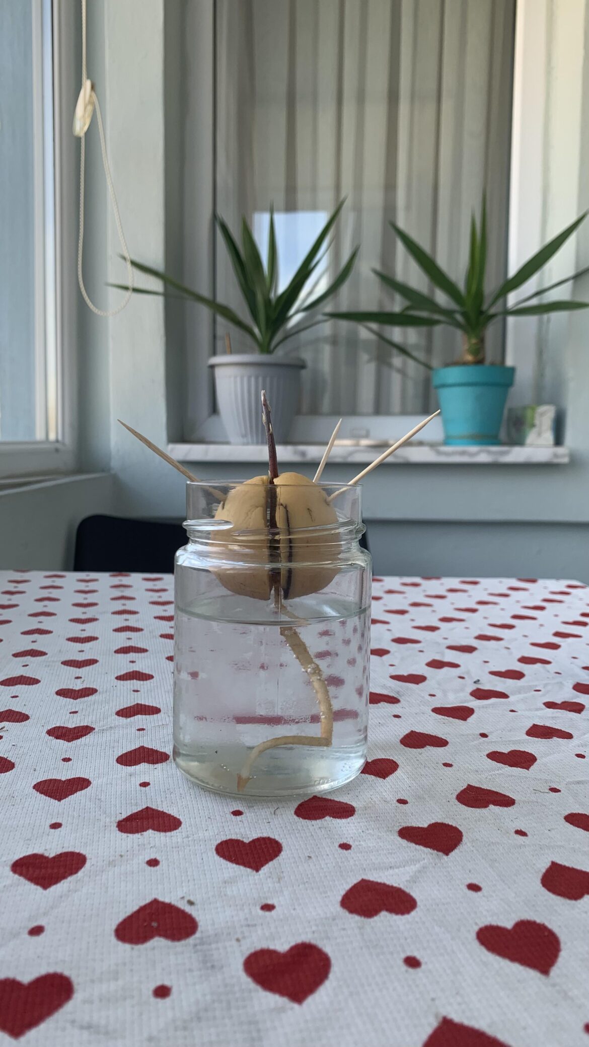 Another spring, another try.