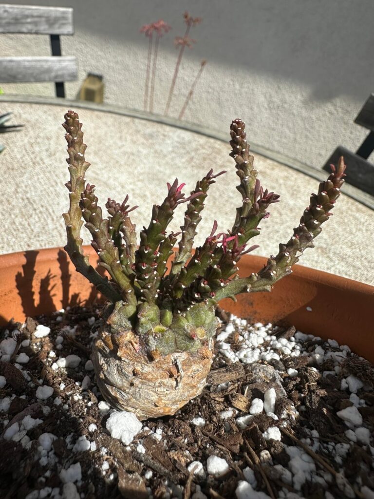 Mystery plant identification – Southern California Mystery plant identification - Southern California