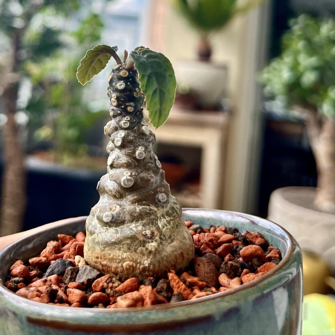 Meine kleine Dorstenia