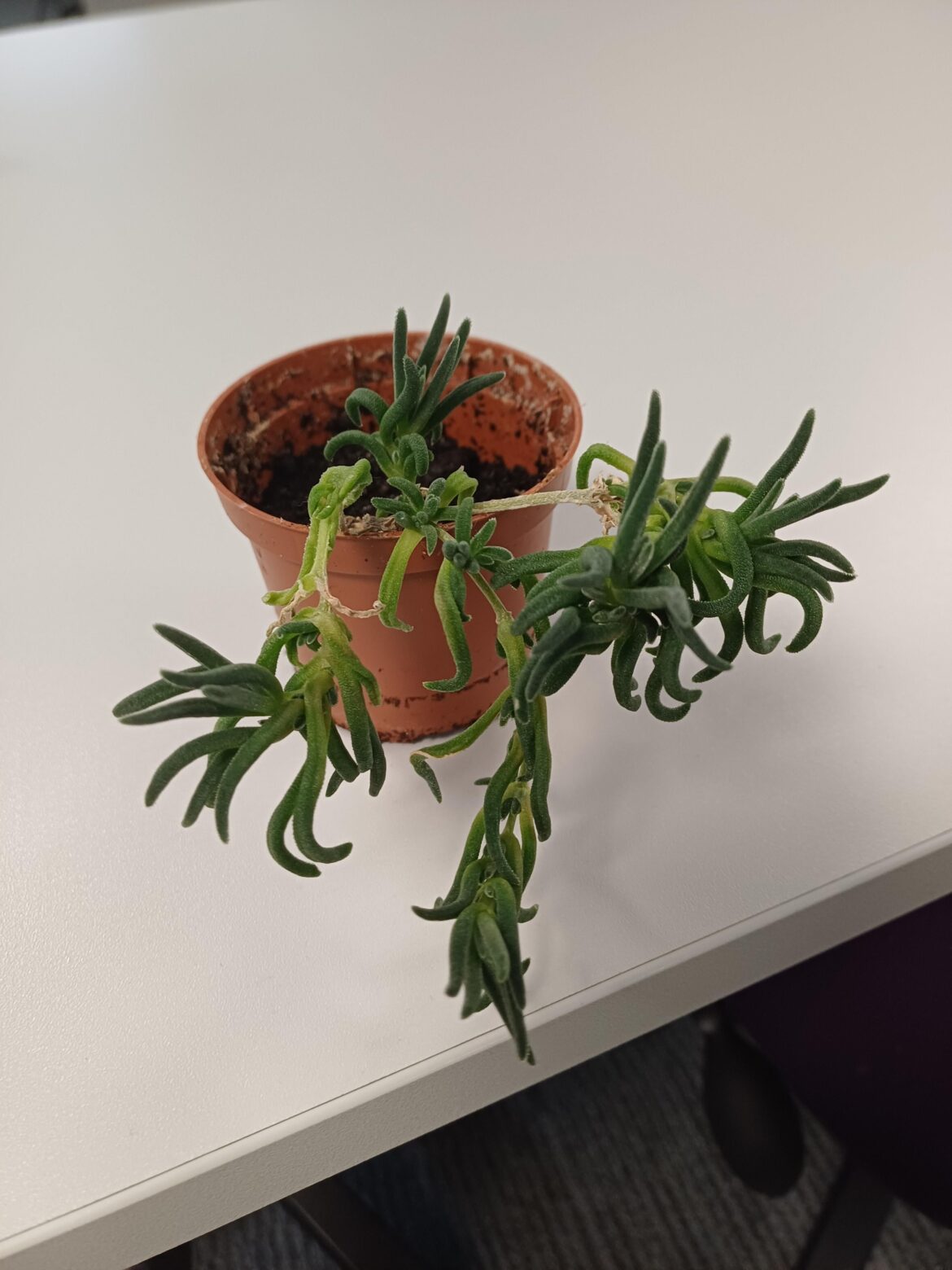 What is this?