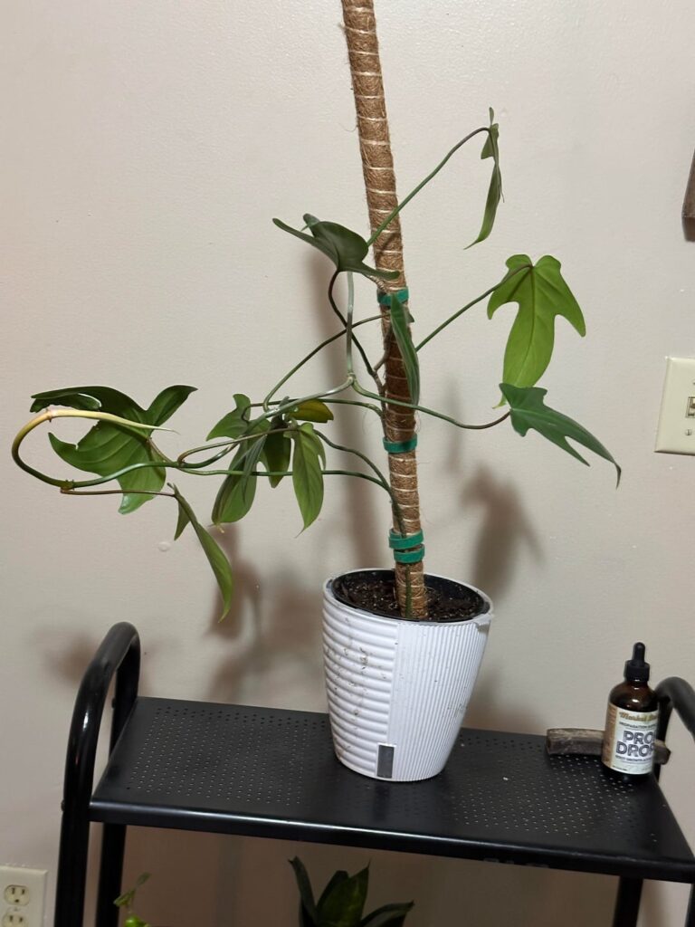 Need help with ID