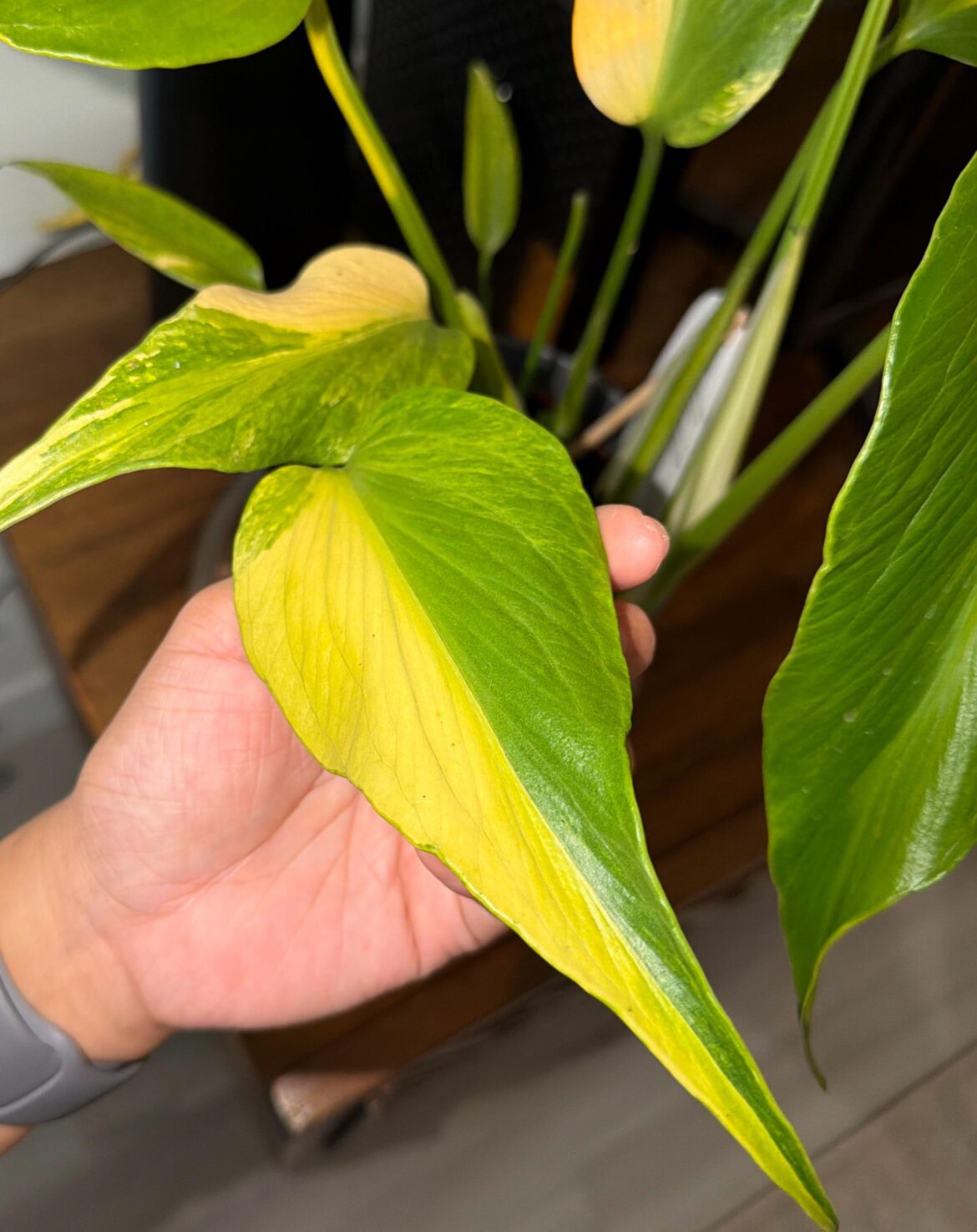 Variegated Burle Marx Flame 🔥