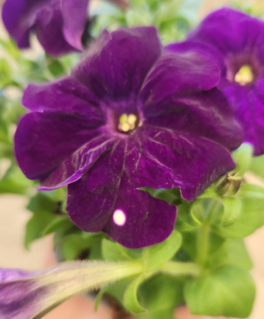 Pigment mutation or response to damage? Petunia.