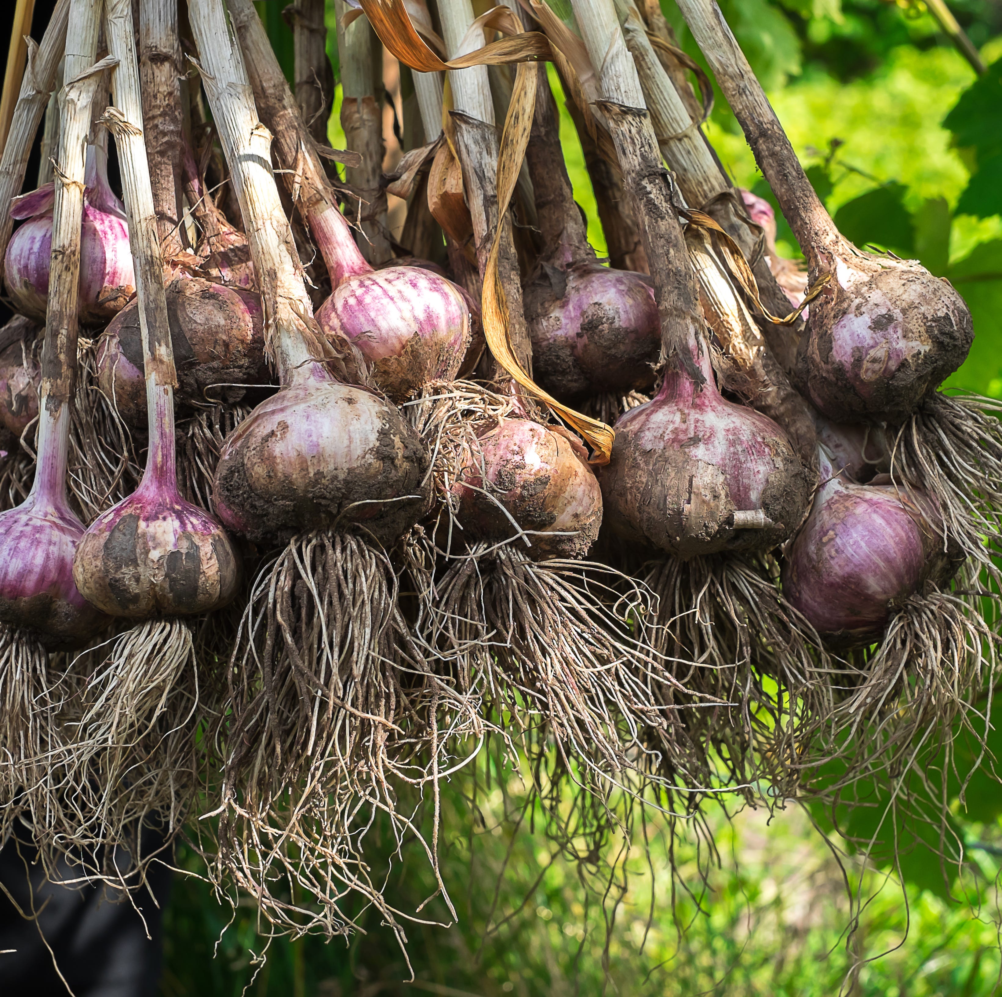 bunch of freshly picked garlic harvest, selective focus