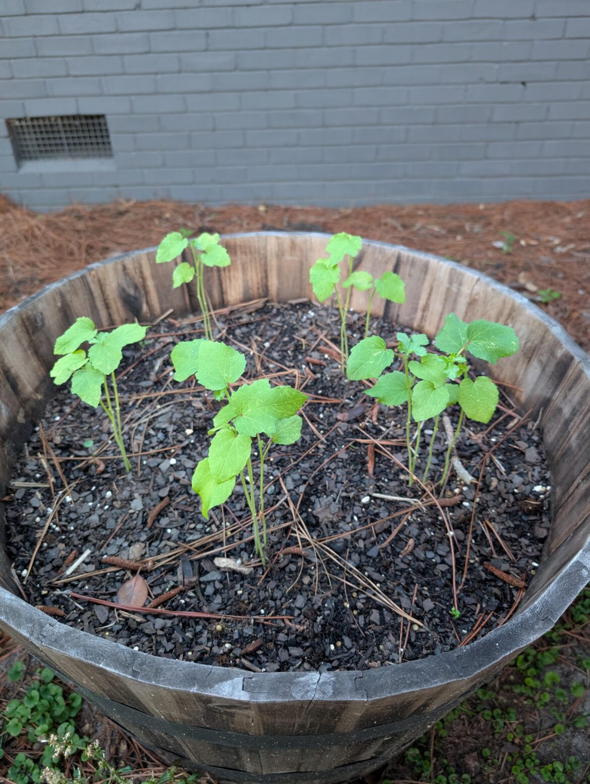 First time growing okra