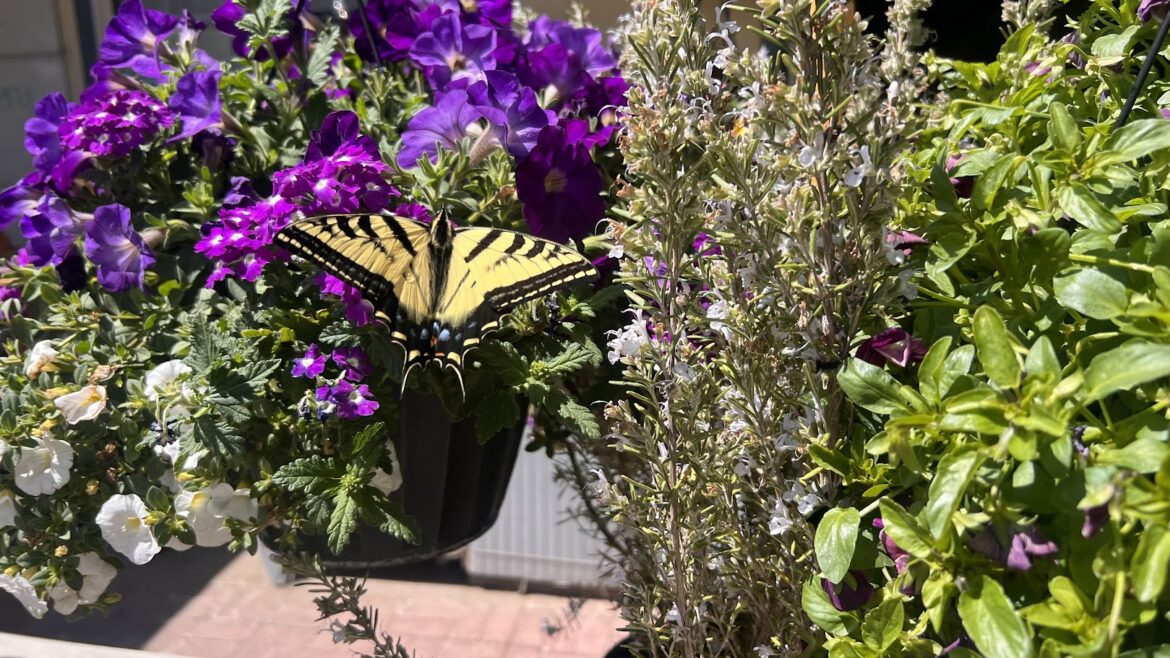 Dayton's Community Roots has Mother's Day gifts and tips for spring gardening