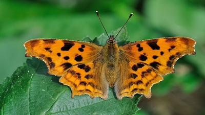 Plant these two stunning flowers in May and watch butterflies flock all summer