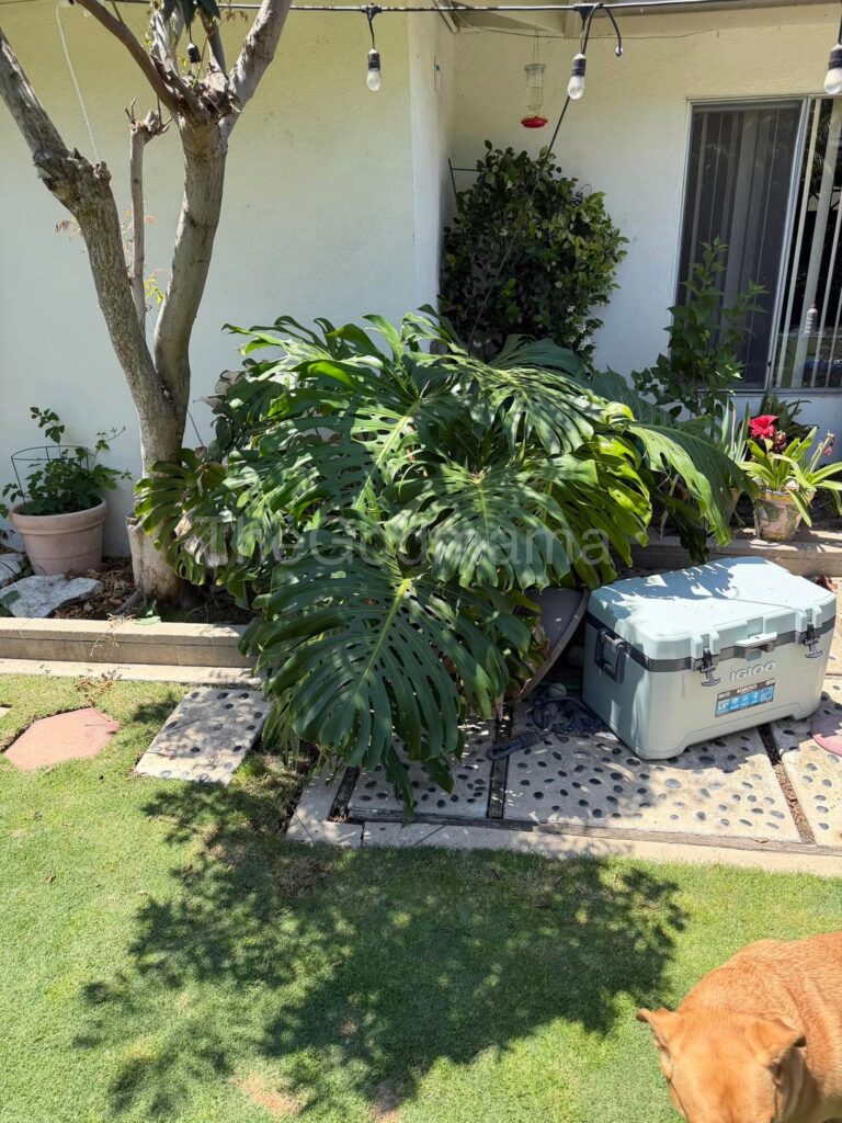 I’ve come to the conclusion that this plant is a weed I’ve come to the conclusion that this plant is a weed