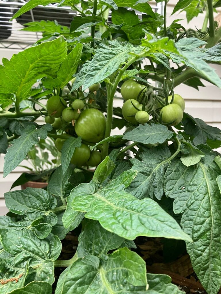Can you clone determinates, dwarfs or micro-dwarfs from suckers and expect a normal harvest from the clone? Can you clone determinates, dwarfs or micro-dwarfs from suckers and expect a normal harvest from the clone?