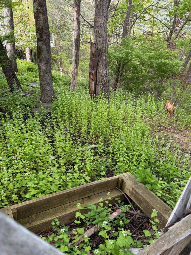 The view of my neighbor’s backyard… (NY 6a) The view of my neighbor's backyard... (NY 6a)