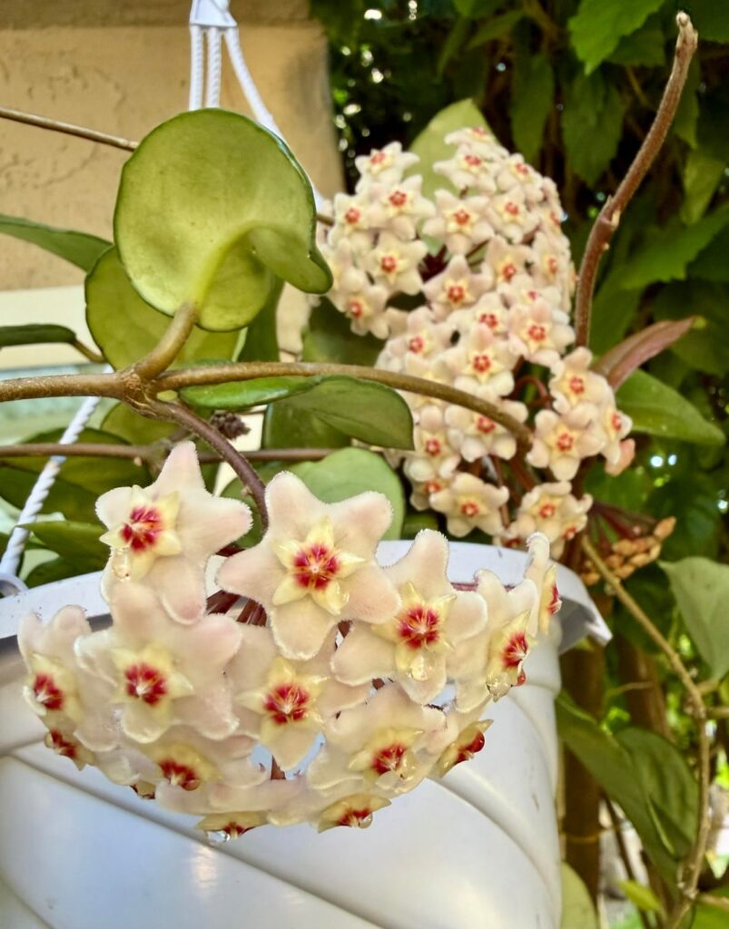 Freckled Carnosa blooms.