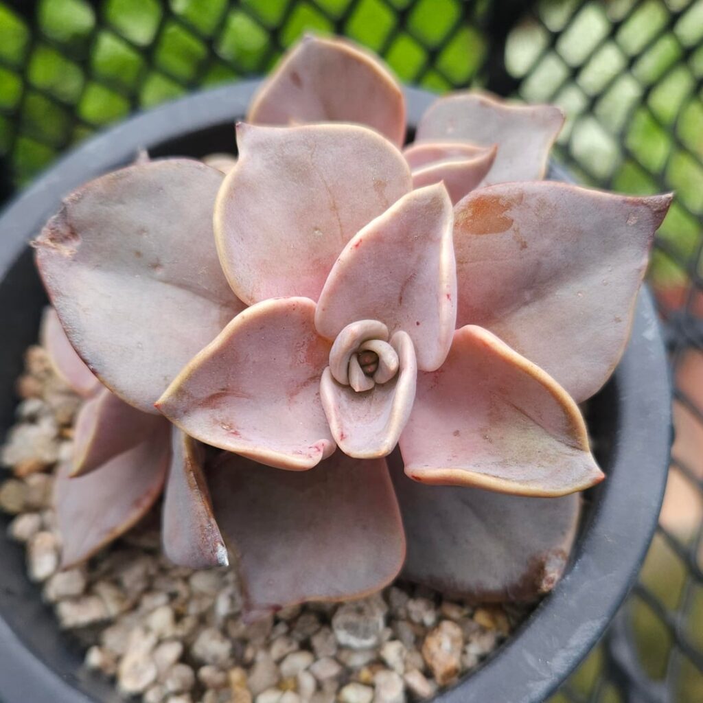 Echeveria rodolfoi [Echeveria rodolfoi Martínez-Ávalos J.G. & A. Mora-Olivo, 2000]