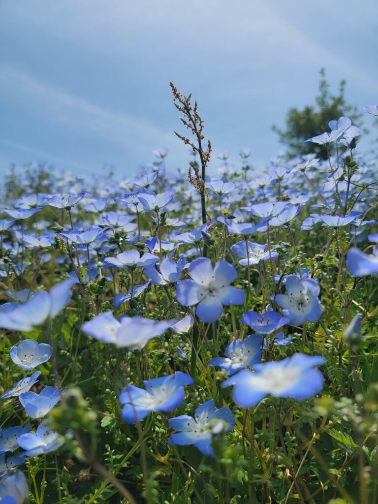 "Nemophila" A Seasonal Delight