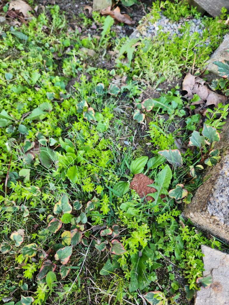 Help With Fish Mint Chameleon
