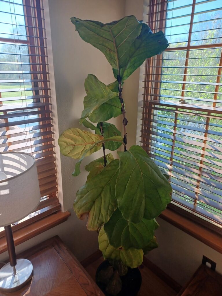 What have I done?! (Repot Problems)