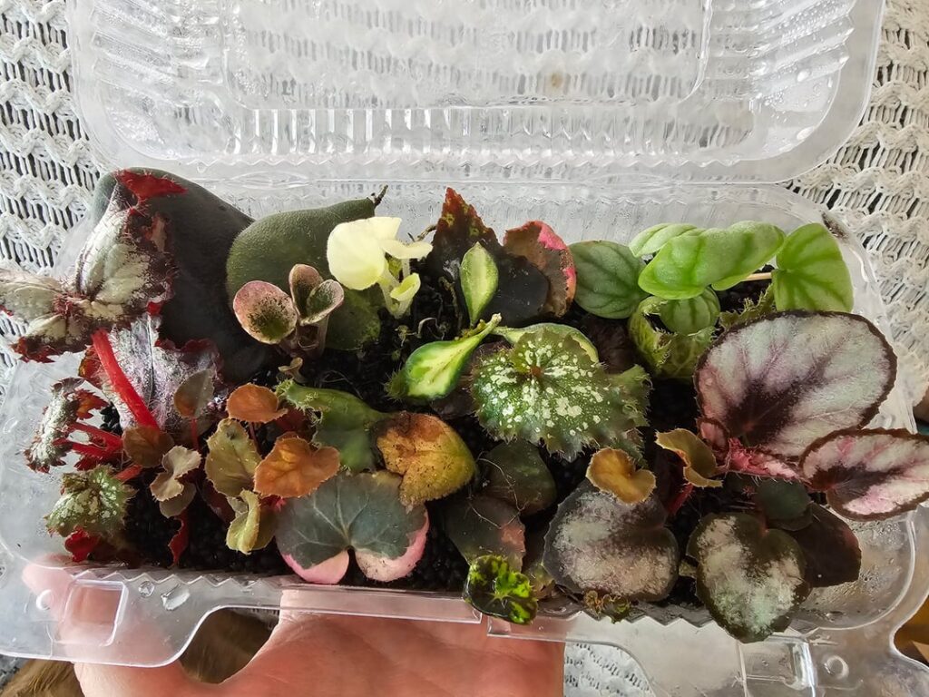 2 months progress on my wee leaf propagations 2 months progress on my wee leaf propagations