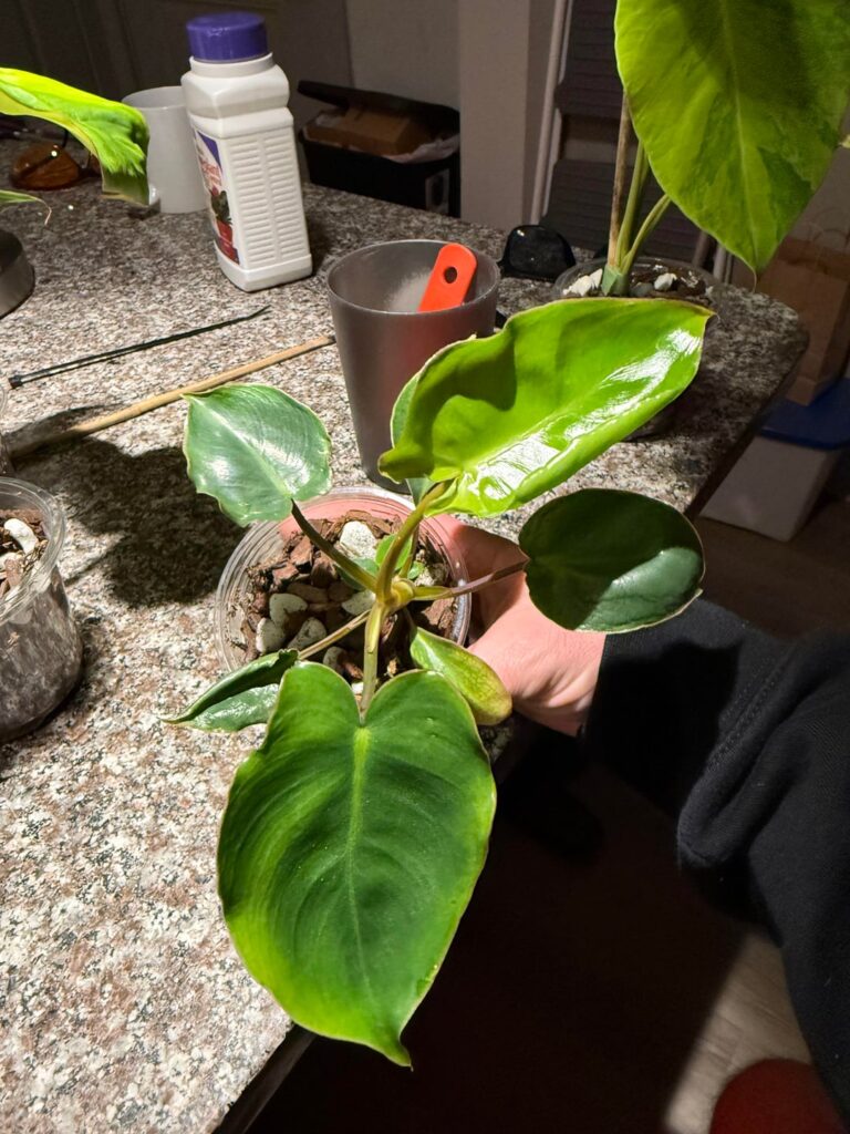 BM Aurea?