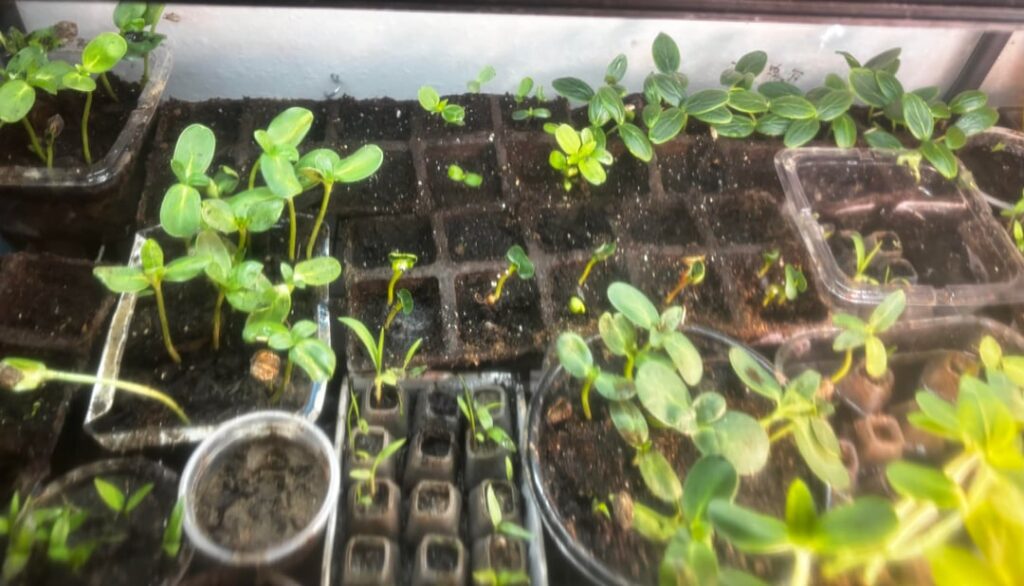 How is my little greenhouse looking? I love my plants. 🌱 like too much 😅