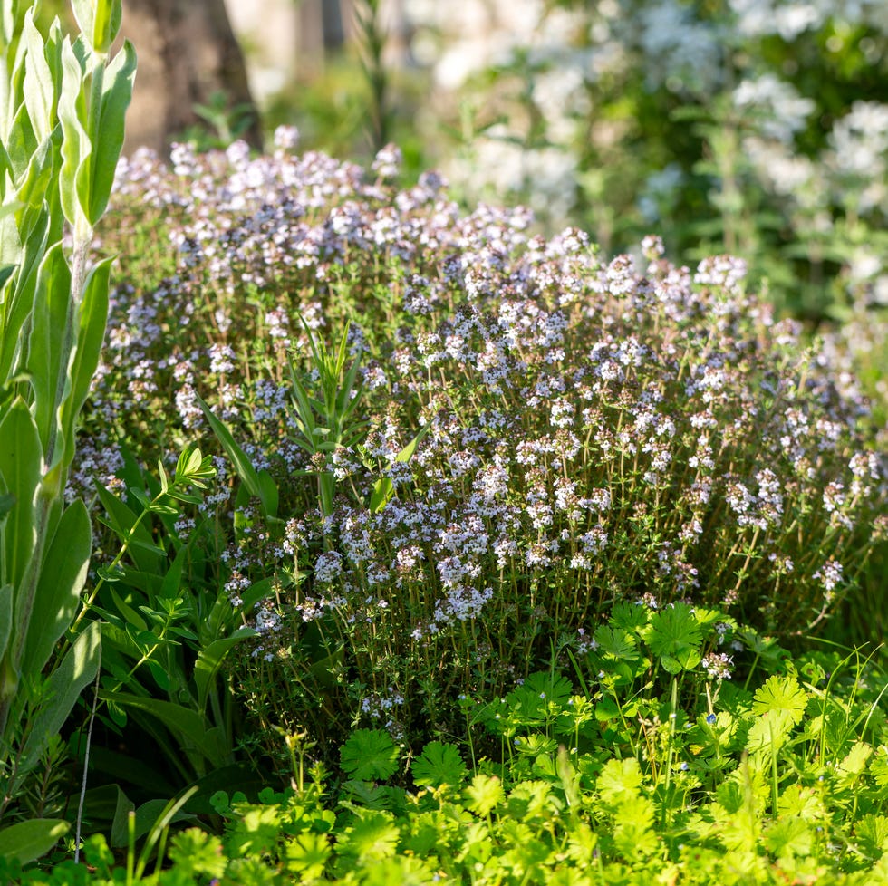 Summer Plants That Thrive On Neglect flowering thyme plant thymus vulgaris growing in garden border, suffolk, england, uk. (photo by: geography photos/universal images group via getty images)