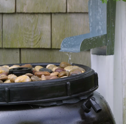 A diverter and barrel to harvest rain water