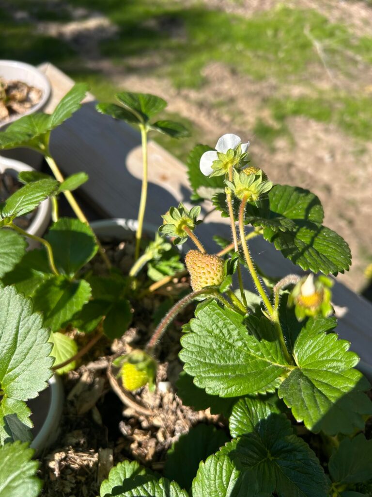 Strawberries not Ripening Strawberries not Ripening