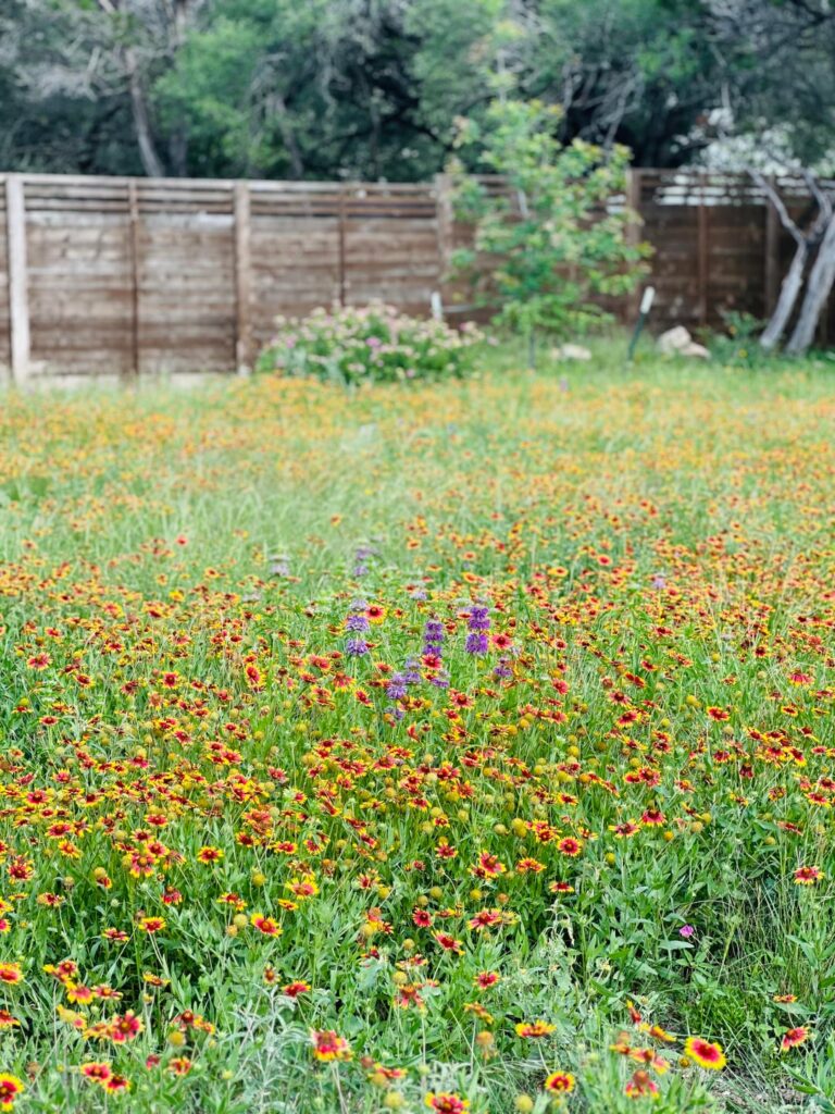 Backyard wildflower meadow