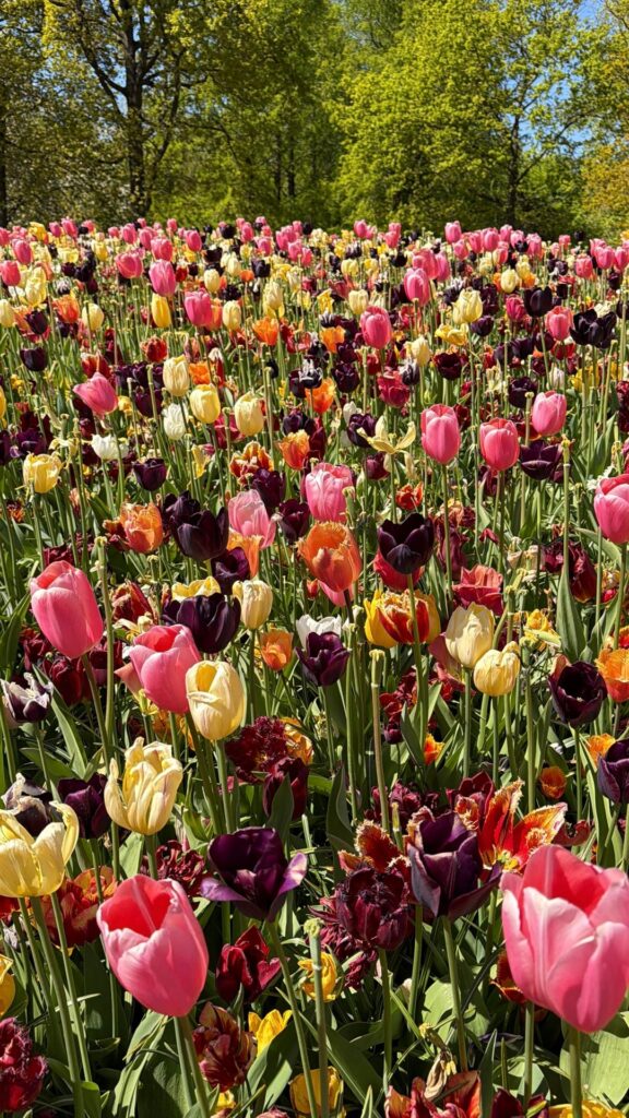Tulips 🌷