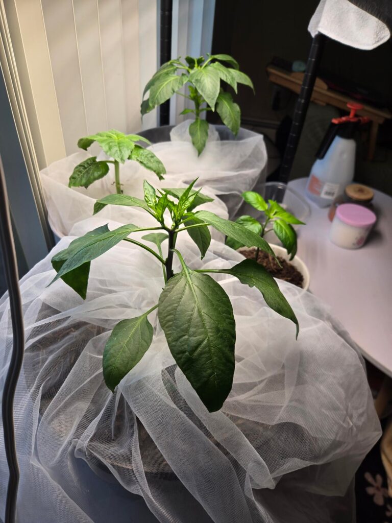 Any recommendation/advice! Any recommendation/advice!