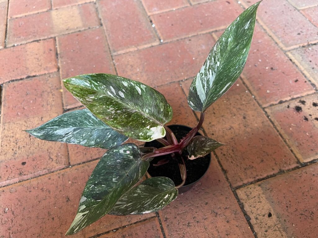 Help with ID