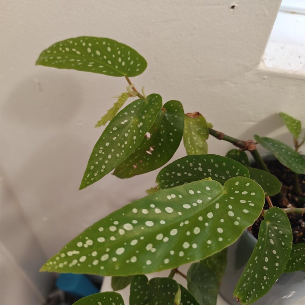 Would anyone be able to tell me what sort of begonia I have please