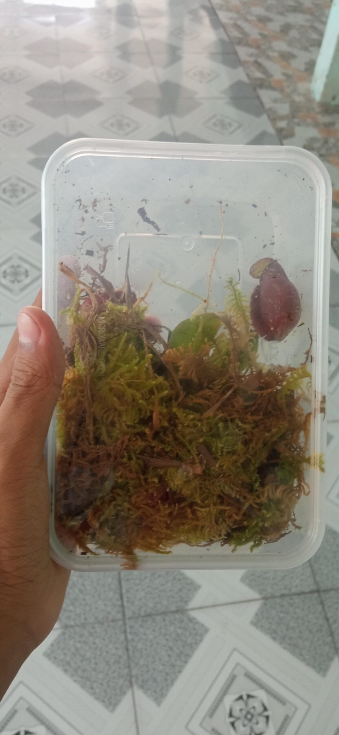 Nepenthes