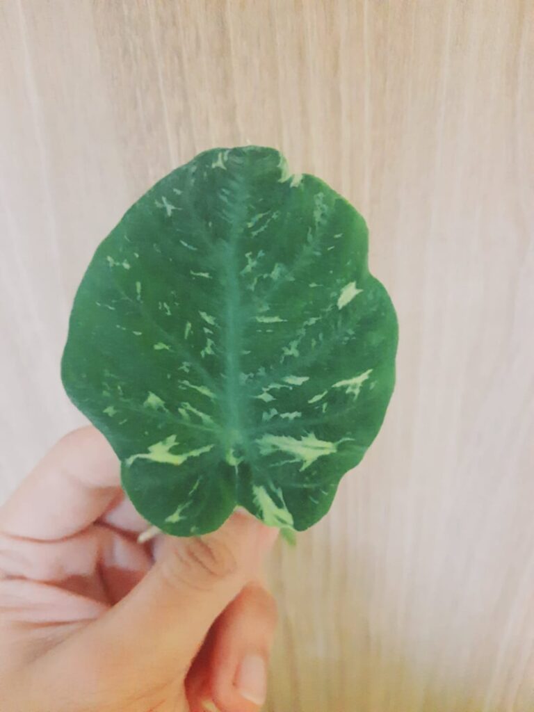 Mosaic Virus on Colocasia (Taro)? Mosaic Virus on Colocasia (Taro)?