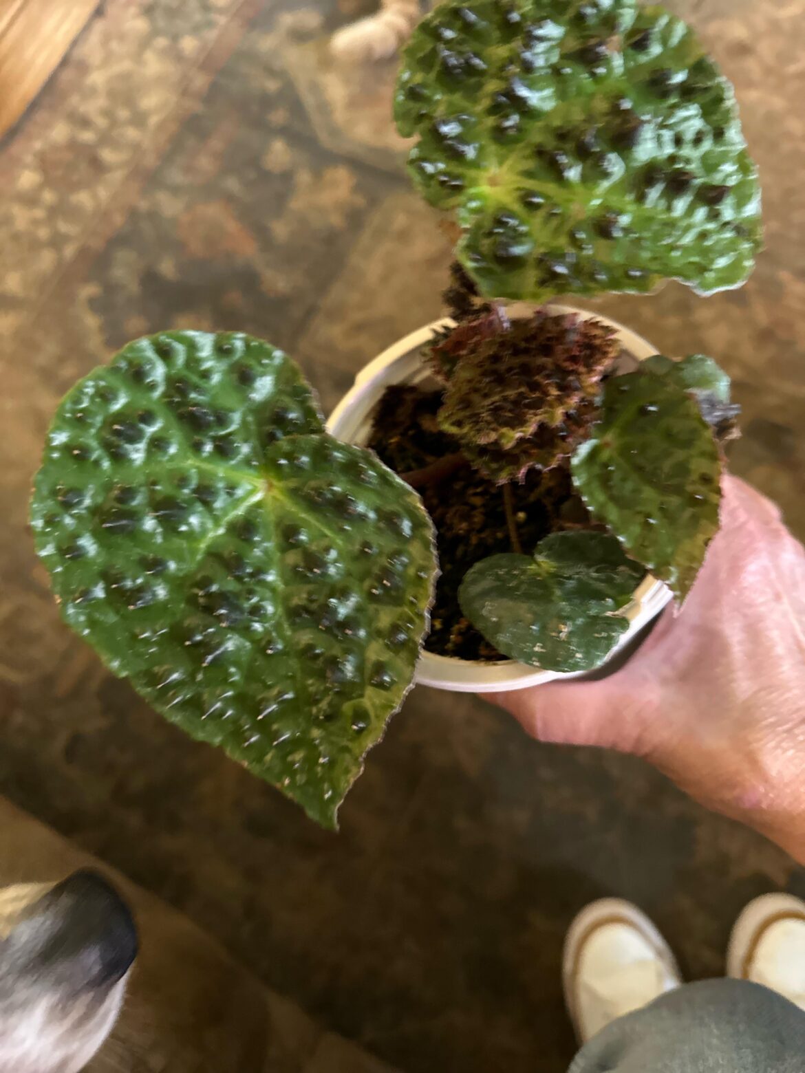 Ferox begonia I picked up today