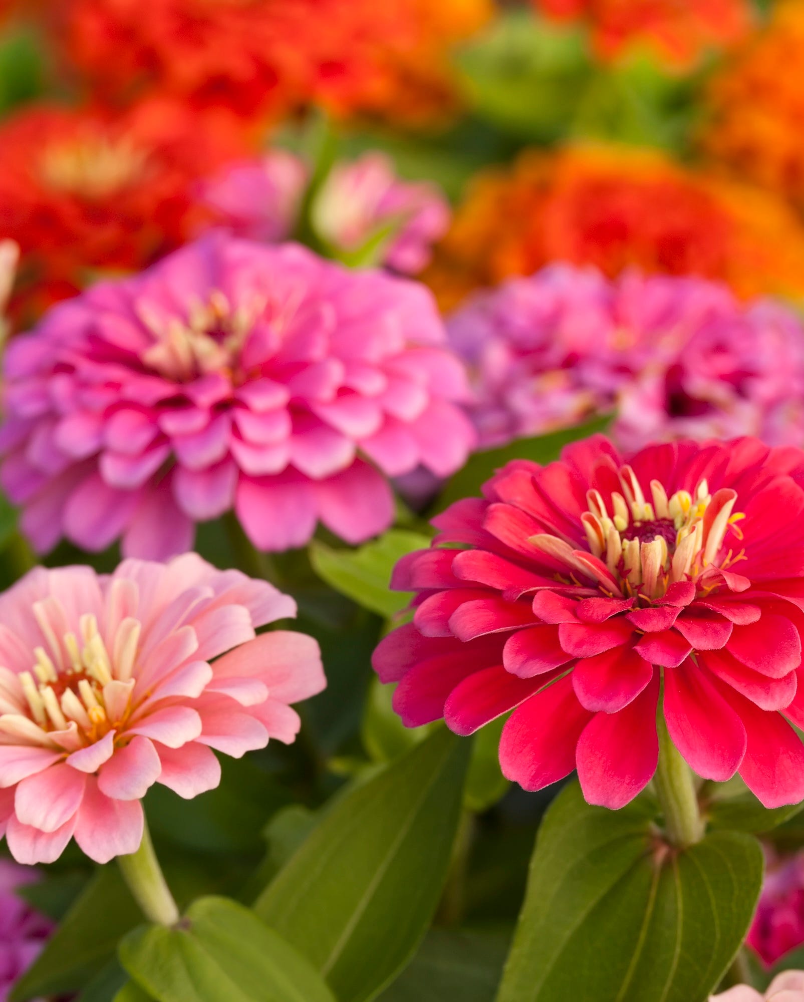colourful zinnias in the garden.