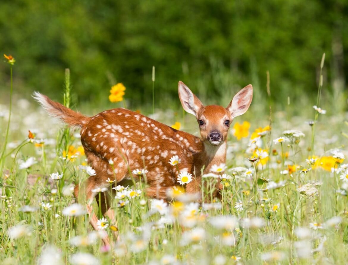 40 Shockingly Easy-to-Care-for Plants That’ll Keep Deer Out of Your Garden 40 Shockingly Easy-to-Care-for Plants That’ll Keep Deer Out of Your Garden