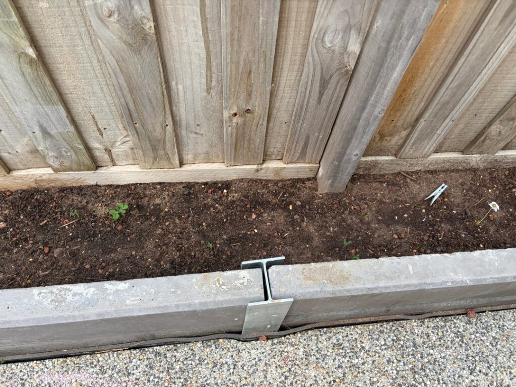 Planted carrots, sweet peas, daisies and lettuce about 3 weeks ago?