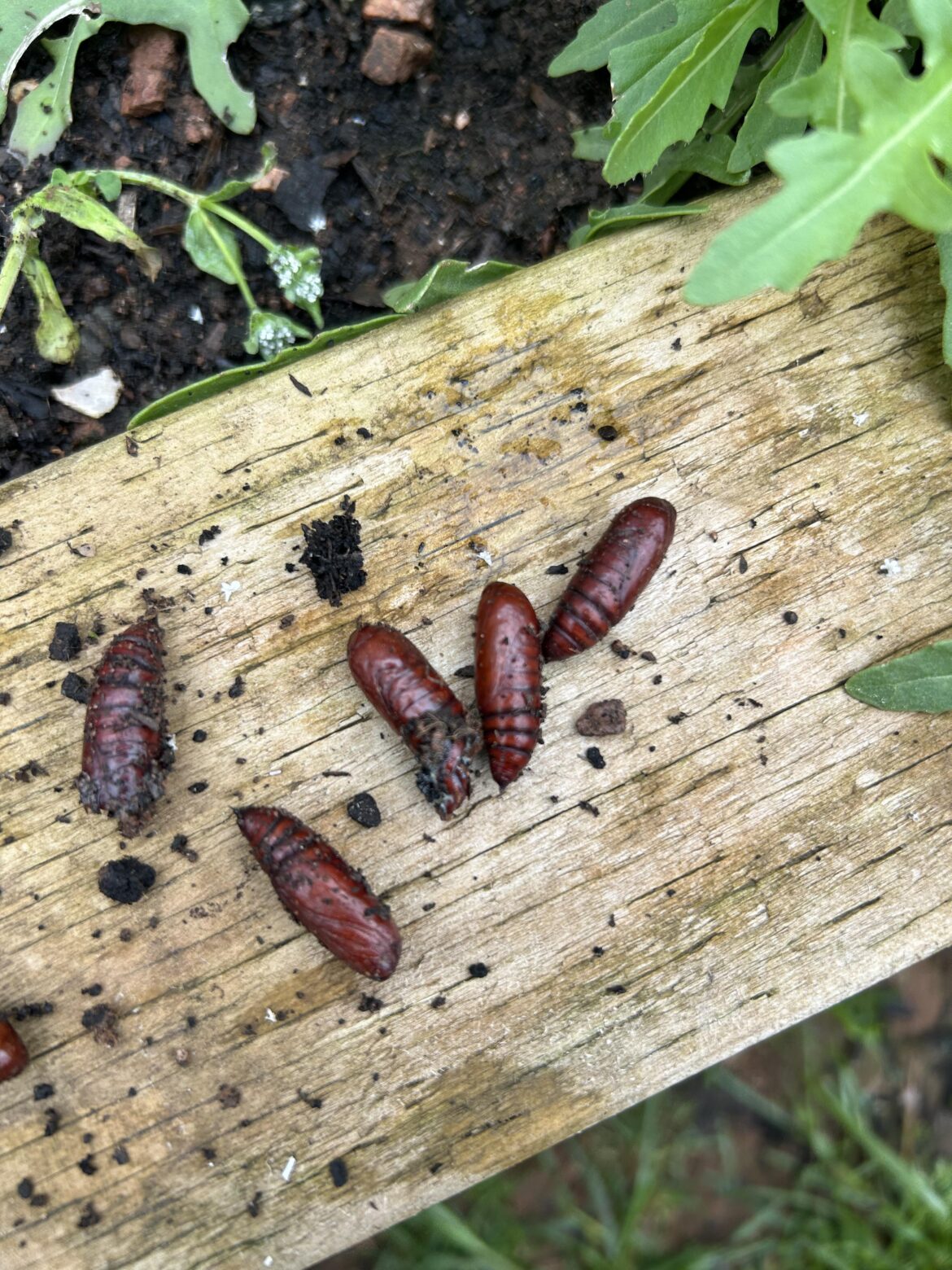 Beetle?